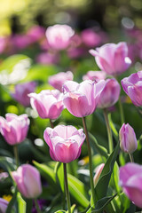 Fototapeta premium A delicate bouquet of Tulips in close-up. Spring flowers.