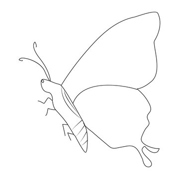 Continuous one line butterfly flying single line outline art drawing illustration
