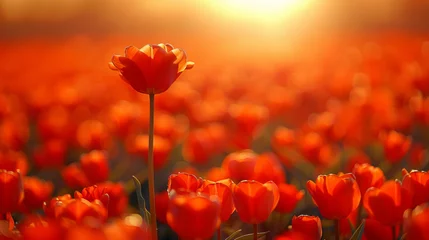Crédence de cuisine en verre imprimé Rouge Field of growing tulips with beautiful bokeh