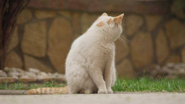 White female cat with oragne spots cleaning her fur shot at 200mm, 4k 50fps, 10bit FX3, Slog3 to rec709