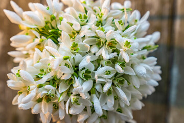Lots of snowdrops bouquet. White flowers