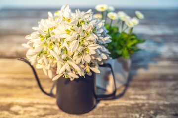 Lots of snowdrops bouquet. White flowers