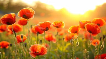 poppy fields in sunset sky with sunlight, blurred background