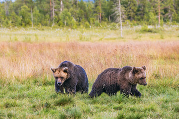 brown bear in the woods