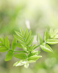 Young Green Maple Leaves at Sunlight, green monochrome colored spring natural pattern, outdoors nature minimal scenery, new leaf growth, textured spring foliage, blurred backgrond with bokeh