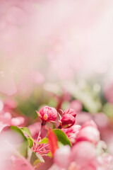 Beautiful apple tree unblown flowers close up, spring blooming red flowers on blurred bokeh background, copy space, Aesthetic nature scenic photo, fresh blooms at springtime, seasonal flowering