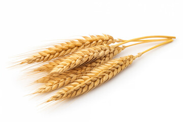 Wheat ears isolated on white background. Full depth of field