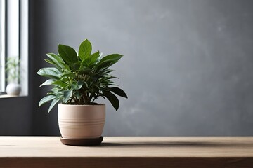a potted plant on an empty table. a bright copy space, a place for the product