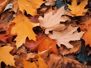 Cozy Autumn. Weather backdrop. Autumn leaves, rain. Fall, park, trees, outdoor background.