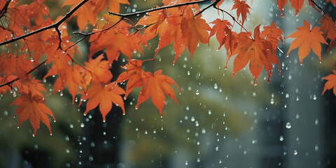 Cozy Autumn. Weather backdrop. Autumn leaves, rain. Fall, park, trees, outdoor background.