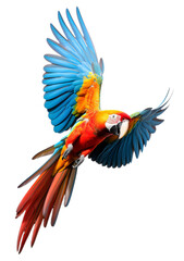 Fototapeta premium Flaying parrot isolated on the transparent background