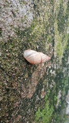 Caracol sobre una pared de musgo 
