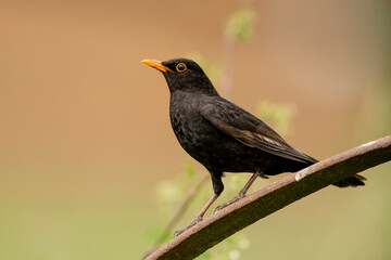 Blackbird perched on a weathered wood.