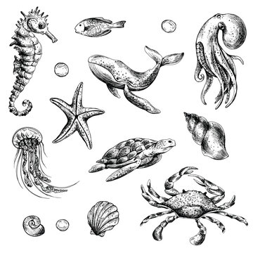 Underwater world clipart with sea animals whale, turtle, octopus, seahorse, starfish, shells, coral and algae. Graphic illustration hand drawn in black ink. Set of isolated objects EPS vector.