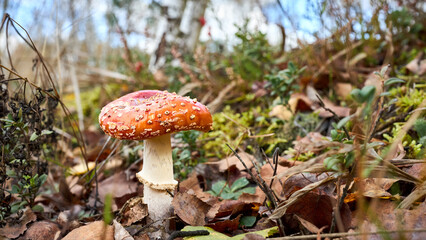 Amanita muscaria or fly agaric or fly amanita basidiomycetes of genus Amanita. Large white gilled white spotted usually red mushroom. Selective focus close up 16x9 shot.