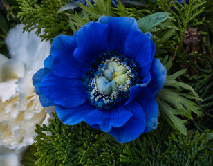 Blaue Anemone, Frühlingswetter alles erblüht, Blüten überall