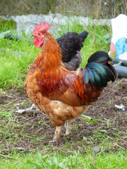 Coq dans une ferme en plein air