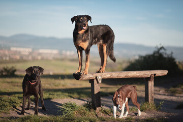 a group of three dogs a beauceron a black labrador retriever type and a border collie puppy dog...