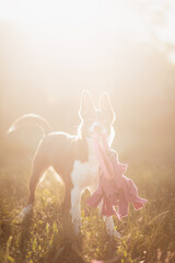 a border collie puppy dog playing with a toy while the sun flares directly into the lens