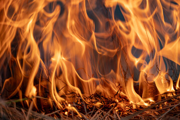 fire flames texture. Burning dry grass