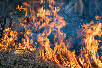 fire flames texture. Burning dry grass