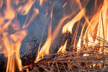 fire flames texture. Burning dry grass