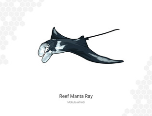 Reef manta ray - Mobula alfredi illustration