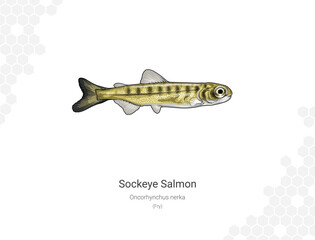 Sockeye Salmon - Oncorhynchus nerka illustration - Fry