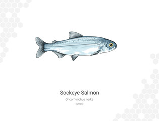 Sockeye Salmon - Oncorhynchus nerka illustration - Smolt