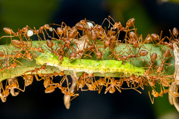 A group of red ant teamwork & worm on branch