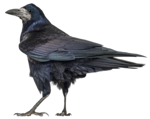 Back view of a Rook bird looking at the camera, Corvus frugilegus, 3 years old, isolated on white. Remastered version