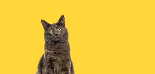 Head shot of a yellow eyed Maine Coon catlooking up against a yellow banner