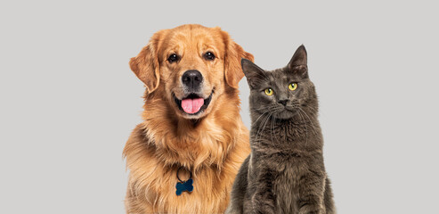 Naklejka premium Happy panting Golden retriever dog and blue Maine Coon cat looking at camera, Isolated on grey