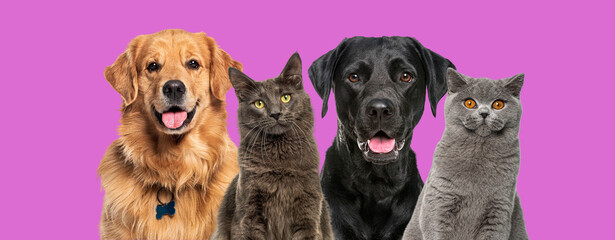 Head shot of Happy dogs and cats looking at camera against purple background