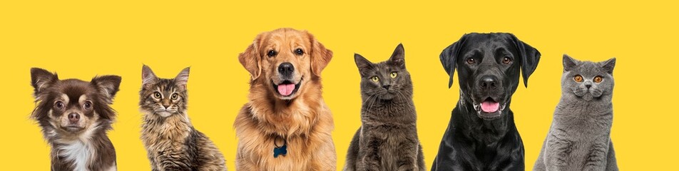 Head shot of Happy dogs and cats, together in a row, against yellow background