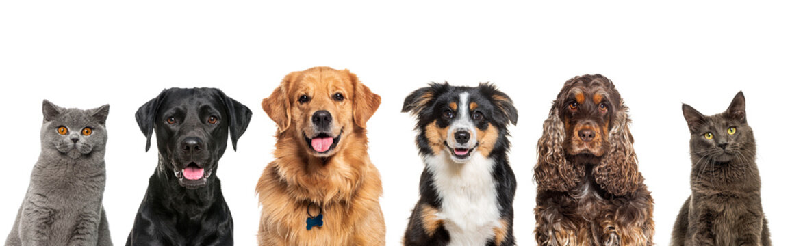 Heads of happy cats and dogs of various sizes and breeds lined up on a large banne and looking at the camera, isolated on white