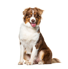 Sitting Australian shepherd looking at the camera, panting mouth open tongue hanging out, isolated on white