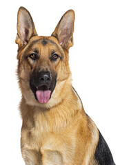 head shot of a German shepherd panting and looking at the camera, isolated on white - 755637983