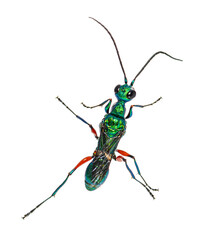 Back side of a Emerald cockroach wasp, Ampulex compressa, isolated on white