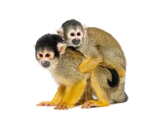 Rolgordijnen Side view of mother and baby Black-capped squirrel monkey on its back, Saimiri boliviensis © Eric Isselée