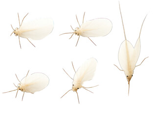 aphid collection set isolated on transparent background, transparency image, removed background