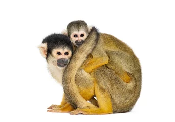 Foto op Plexiglas Side view of mother and baby Black-capped squirrel monkey on its back, Saimiri boliviensis © Eric Isselée