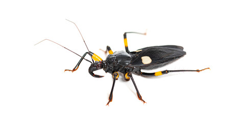 Adult two-spotted assassin bug, Platymeris biguttatus, isolated