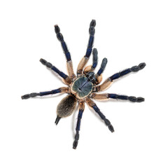 Top view of dorsal side Peacock tarantula, Poecilotheria metallica, isolated on white