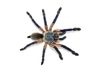 Top view of a Peacock tarantula, Poecilotheria metallica, isolated on white