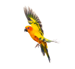 sun parakeet bird, Aratinga solstitialis, flying, isolated on white - obrazy, fototapety, plakaty
