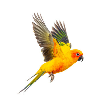 sun parakeet bird, Aratinga solstitialis, flying, isolated on white