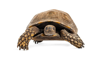 Asian forest tortoise, Manouria emys, isolated on white © Eric Isselée