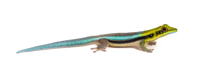 Deurstickers Side view of a yellow-headed day gecko, Phelsuma klemmeri, isolated on white © Eric Isselée