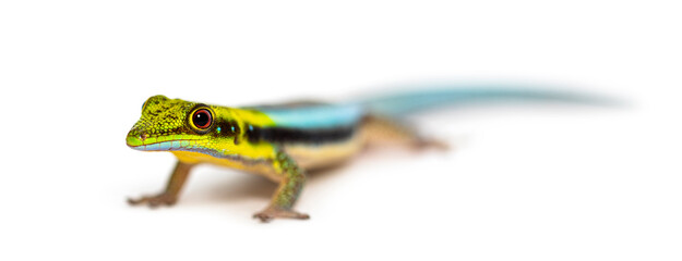 yellow-headed day gecko, Phelsuma klemmeri, isolated on white